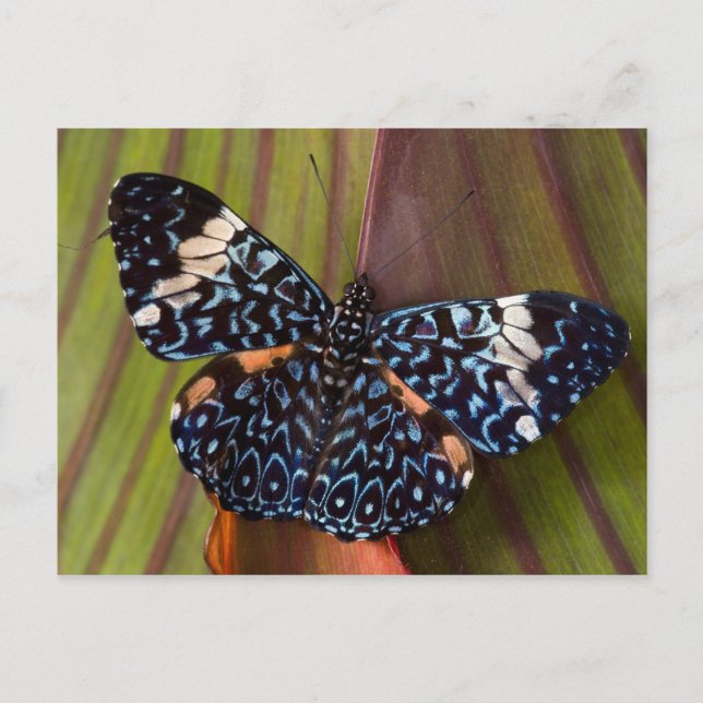 Tropischer Schmetterling Postkarte (Vorderseite)