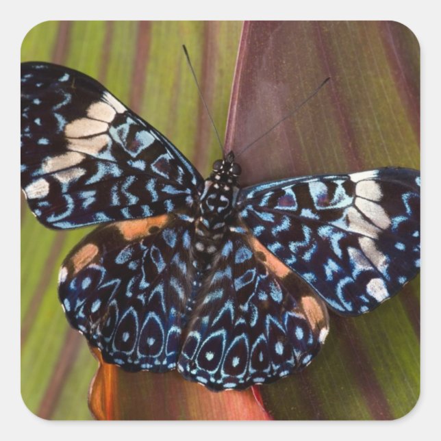 Tropischer Schmetterling Quadratischer Aufkleber (Vorderseite)