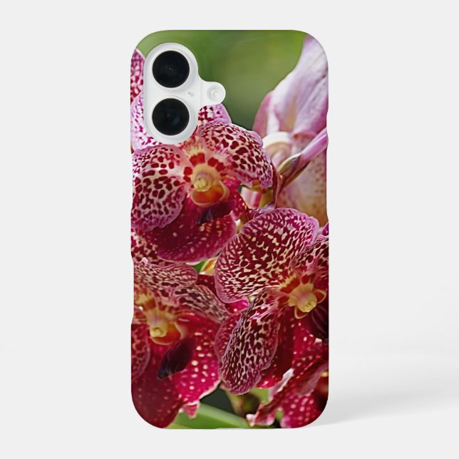 Tropischer Vanda-Orchideen-Cluster iPhone 16 Hülle (Rückseite)