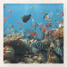 Tropisches Fisch-Chaos Glasuntersetzer