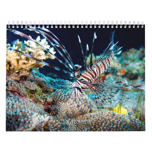 Tropisches Fisch-Great Barrier Reef Kalender (Titelbild)