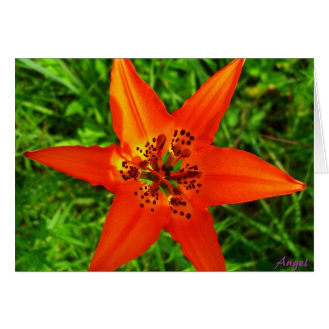 Tropisches Grün (Vorderseite (Horizontal))