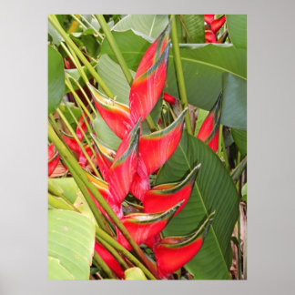 Tropisches Heliconia Poster