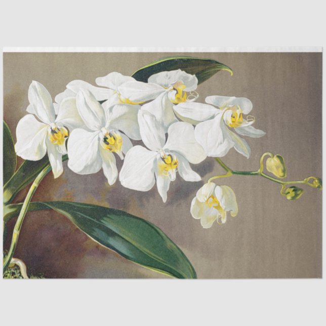 Tropisches Orchid-Blume Blumenzwirn Seidenpapier (Vorderseite)