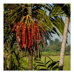 Tropisches Palmfrüchte Bali Square Kunstposter Poster