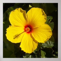 Tropisches Paradies Gelber Hibiskus Blume Matte