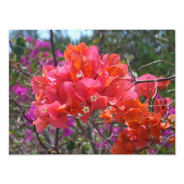 Tropisches Pink Bougainvillea Insel Floral Fotodruck (Vorne)