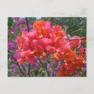 Tropisches Pink Bougainvillea Insel Floral Postkarte