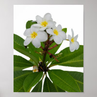 Tropisches Plumeria Foto Poster