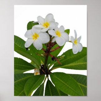 Tropisches Plumeria Foto Poster