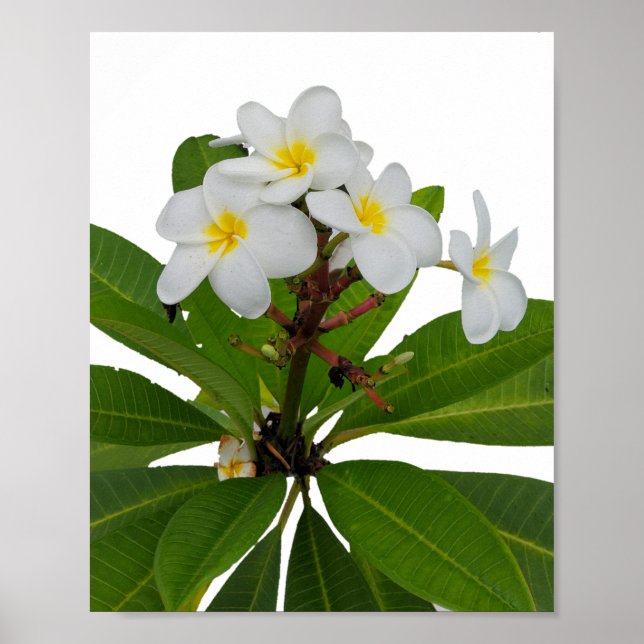 Tropisches Plumeria Foto Poster (Vorne)