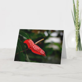 Tropisches rotes Anthurium, jedes Mal, wenn die Le Karte