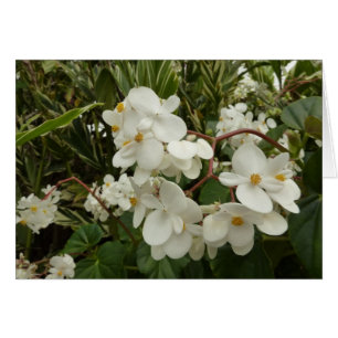 Tropisches Weißes Begonia Floral