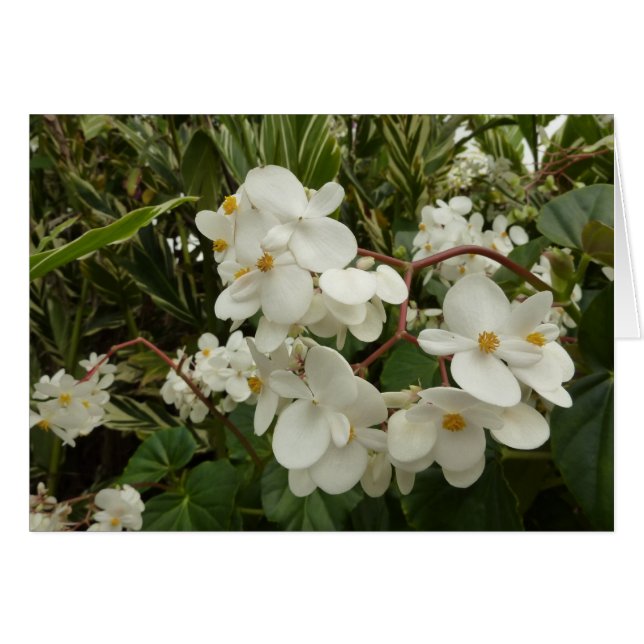 Tropisches Weißes Begonia Floral (Vorderseite (Horizontal))