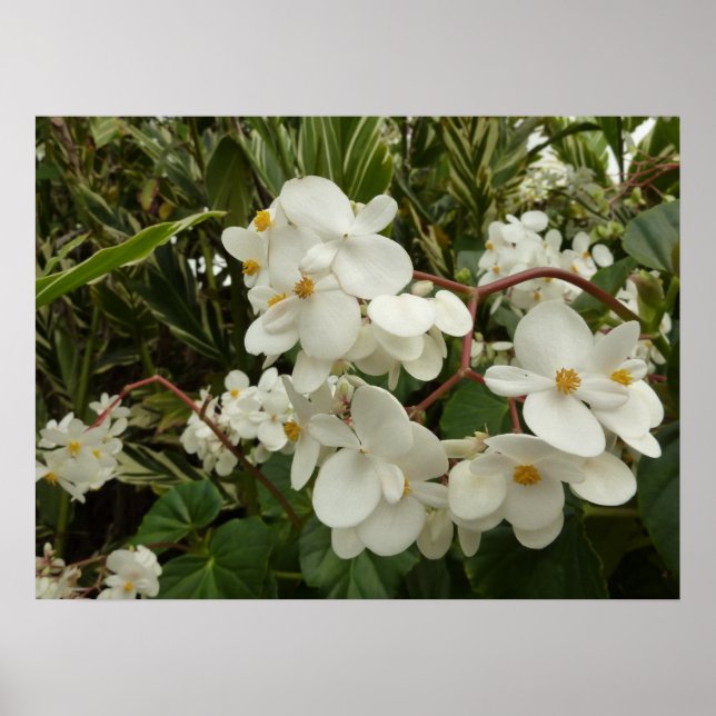 Tropisches Weißes Begonia Floral Poster (Vorne)