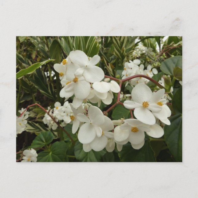 Tropisches Weißes Begonia Floral Postkarte (Vorderseite)
