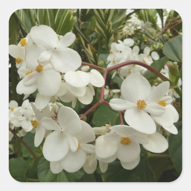 Tropisches Weißes Begonia Floral Quadratischer Aufkleber (Vorderseite)