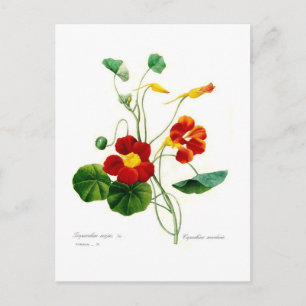 Tropoeolum majus(nasturtium) postkarte