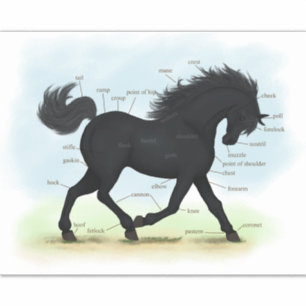 Trotting Black Horse Equine Anatomie Chart Aufkleber