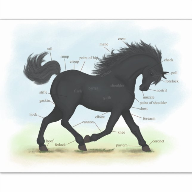 Trotting Black Horse Equine Anatomie Chart Aufkleber (Vorderseite)