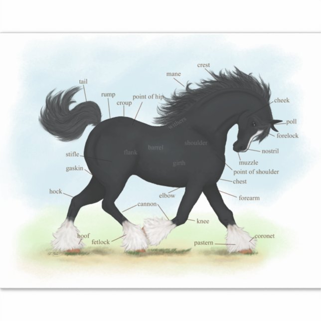 Trotting Black Shire Horse Equine Anatomie Chart Aufkleber (Vorderseite)
