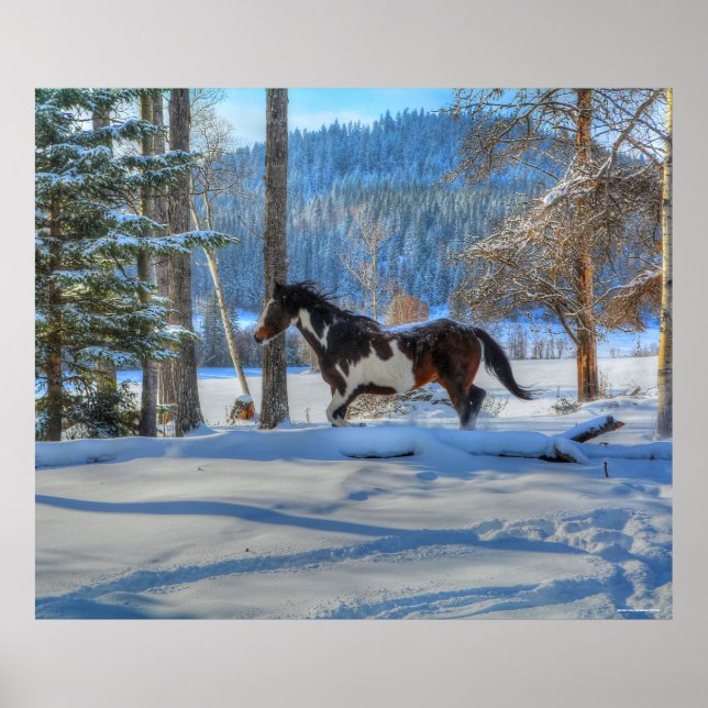 Trottoire Pinto Paint Stallion & Winter Snows Poster (Vorne)