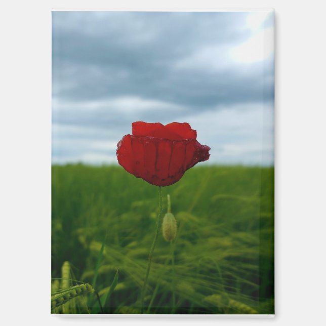 Trotz allem rot – Rote Mohnblume Magnet (Vorderseite)