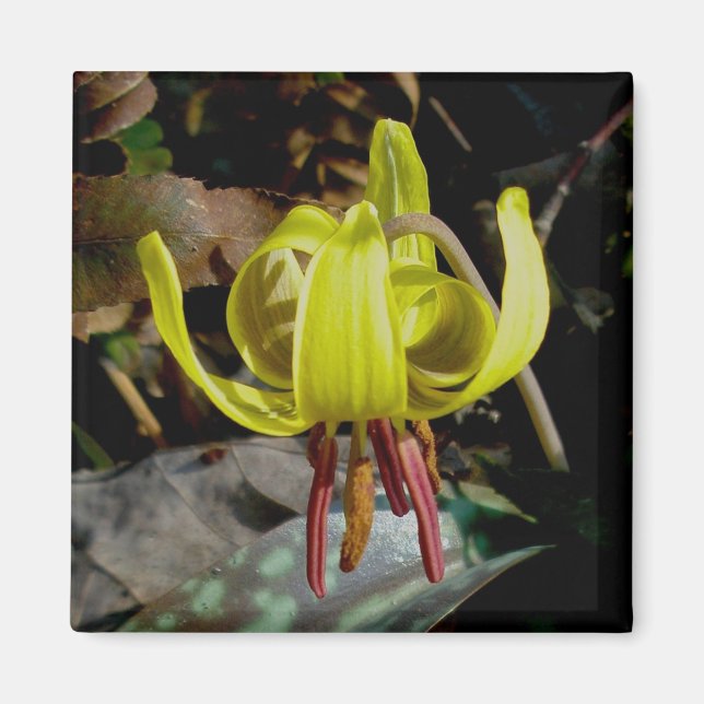 Trout Lily #1 Magnet (Vorne)