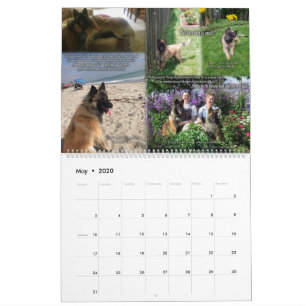 True Knight Tervuren Welppy Review Kalender 1