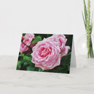 True Pink Heirloom Rose Blank Note Card Karte