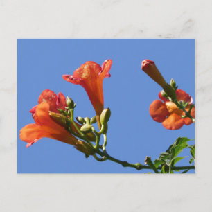 Trumpet Blume mit Blue Sky DIY Postcard Postkarte