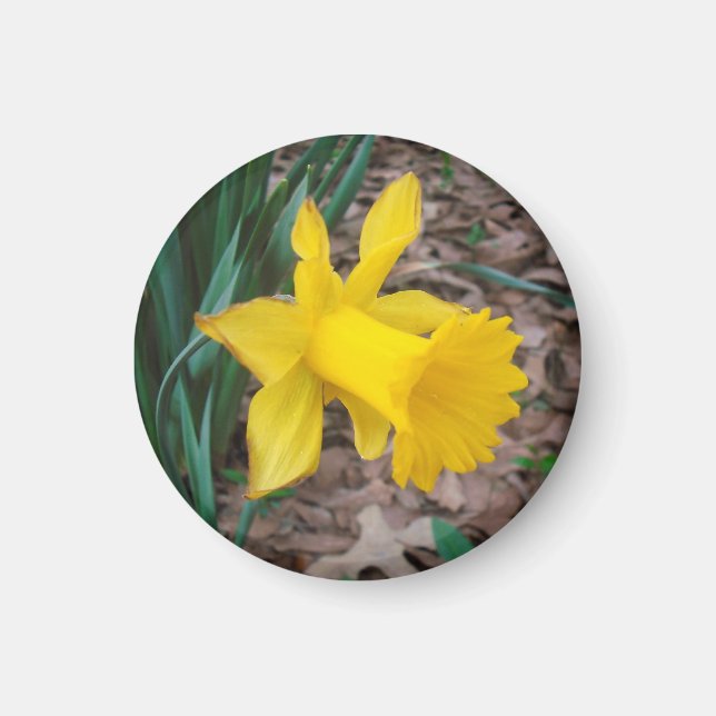 Trumpet Daffodil Small Round Magnet (Vorne)