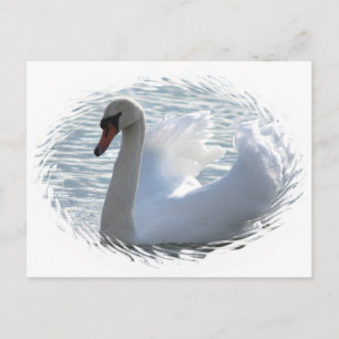 Trumpet Swan Postcard Postkarte