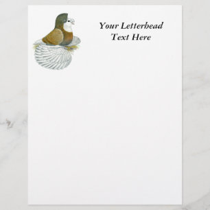 Trumpeter Pigeon AOC Baldhead