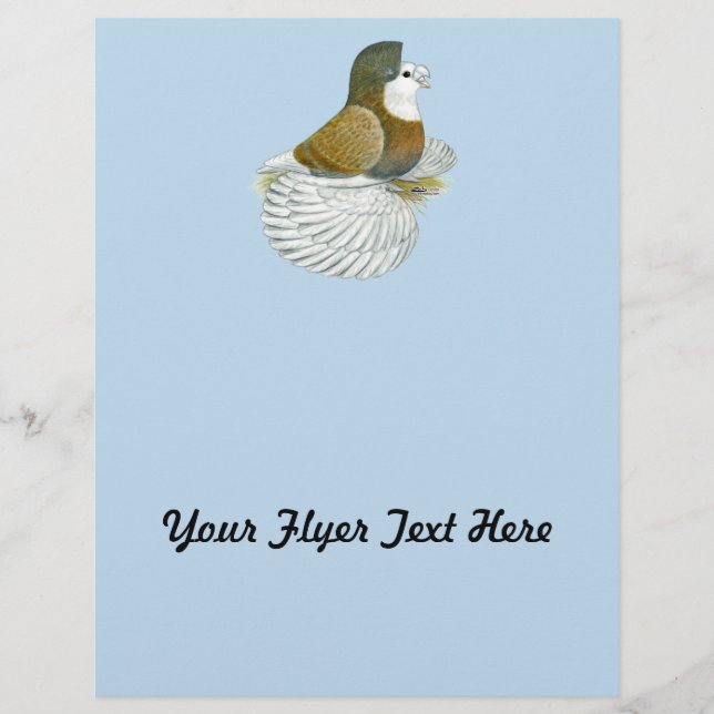 Trumpeter Pigeon AOC Baldhead Flyer (Vorne)