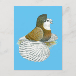 Trumpeter Pigeon AOC Baldhead Postkarte