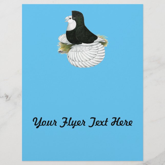 Trumpeter Pigeon Black Baldhead Flyer (Vorne)