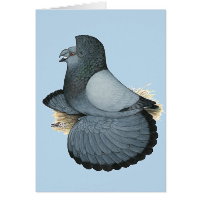 Trumpeter Pigeon Blue Barless (Vorne)