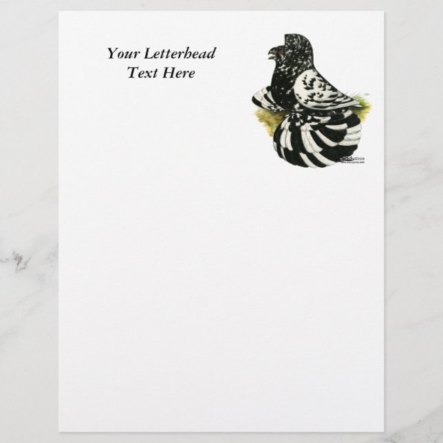 Trumpeter Pigeon Dark Splash (Vorderseite)