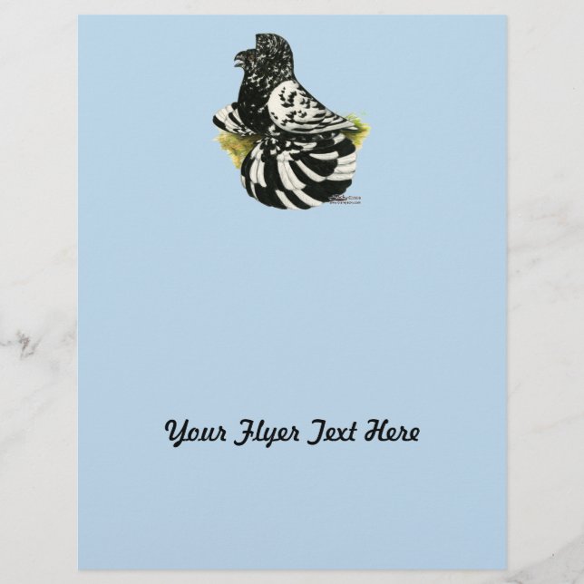 Trumpeter Pigeon Dark Splash Flyer (Vorne)