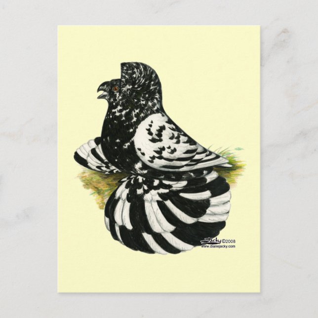 Trumpeter Pigeon Dark Splash Postkarte (Vorderseite)