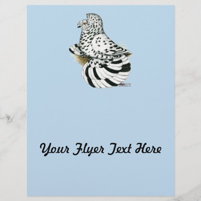 Trumpeter Pigeon Light Splash (Vorderseite)