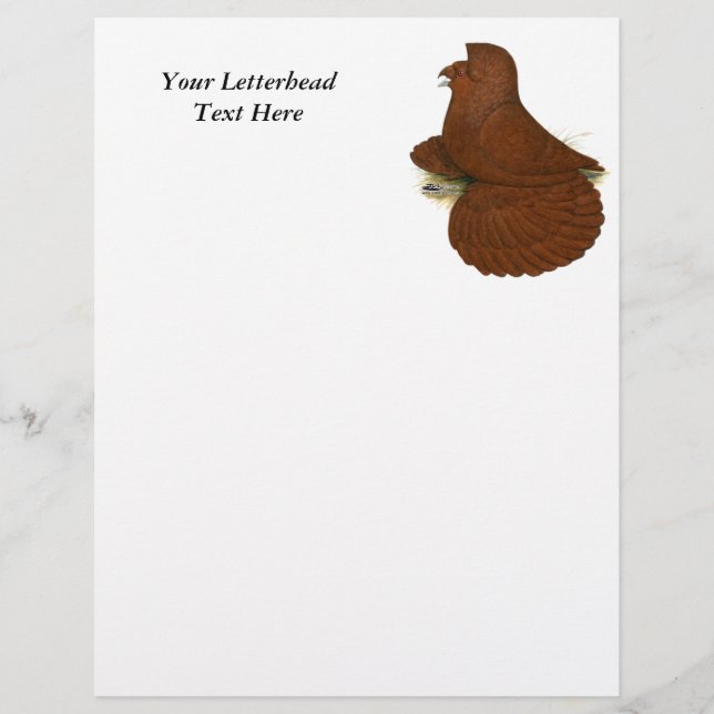 Trumpeter Pigeon Red (Vorderseite)