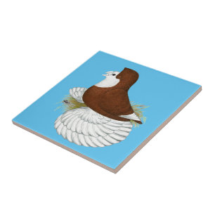 Trumpeter Pigeon Red Baldhead Fliese