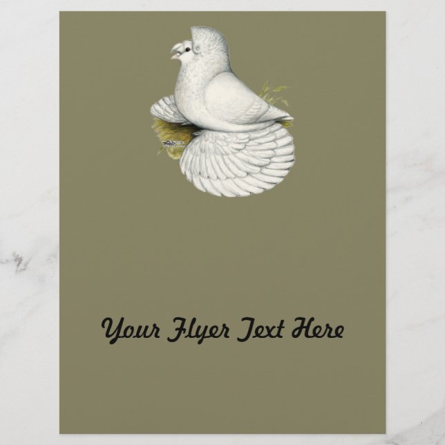 Trumpeter Pigeon White Flyer (Vorne)