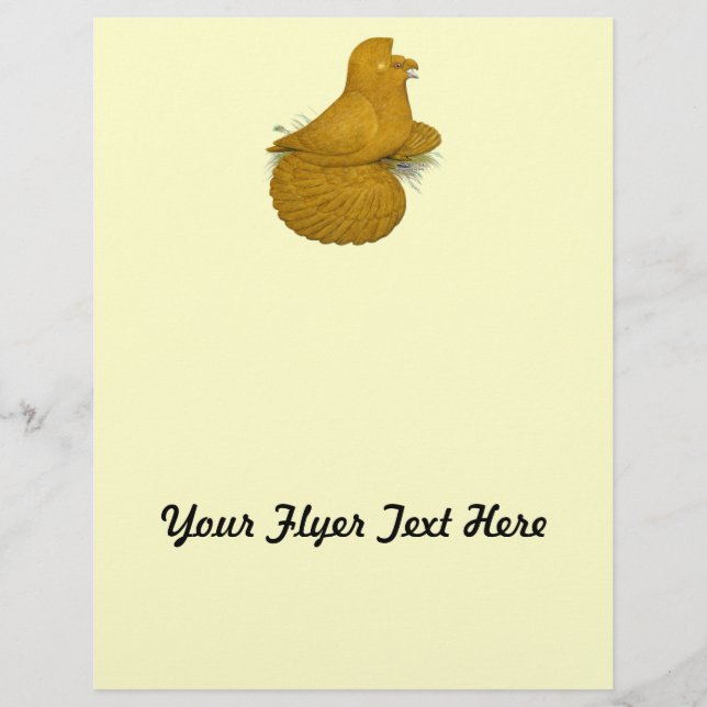 Trumpeter Pigeon Yellow Self Flyer (Vorne)