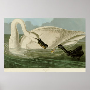 Trumpeter schwan antike Lithetafel Audubon Poster