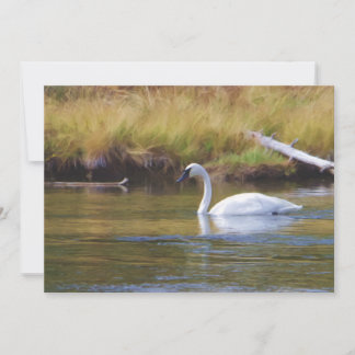 Trumpeter Swan