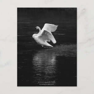 Trumpeter Swan b/w Postkarte