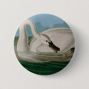 Trumpeter Swan Birds of America Audubon Print Button
